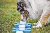 Von Hundetrainern empfohlen: Geruchsdifferenzierung richtig trainieren – so geht’s Aufmacher